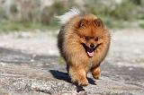 SPITZ ALLEMAND 156